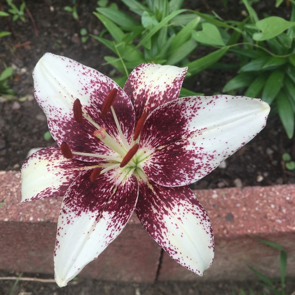 Meet your Posher, Eva - Picture 1 of 1